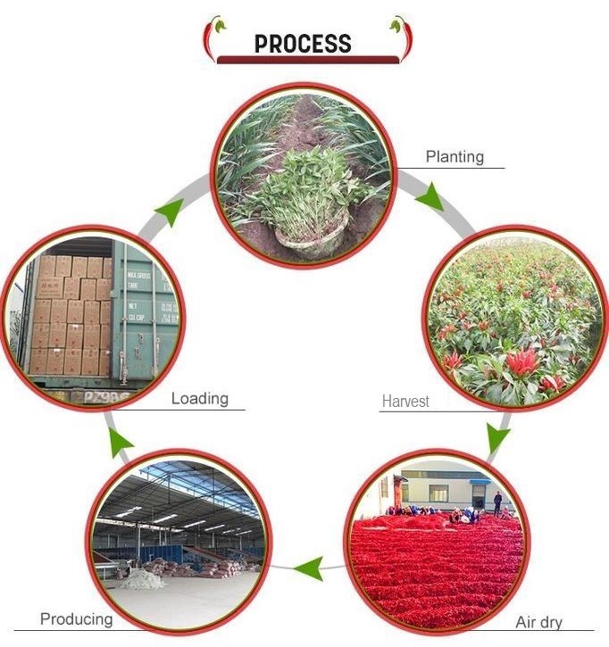 China Neihuang Xinglong Agricultural Products Co. Ltd Bedrijfsprofiel