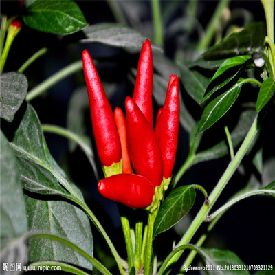 Alleenstaande kruiden donkere rode kogel chili perfect fit uitziende efficiëntie
