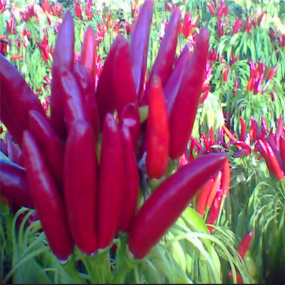 Red Bullet Chili met hoed voor industriële drogen