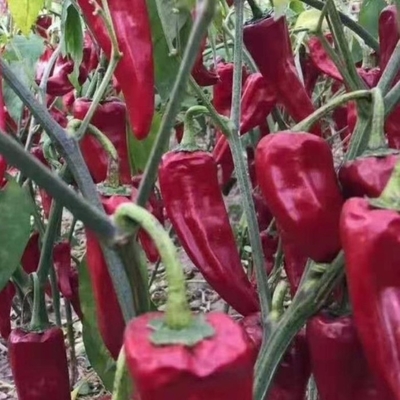Yidu Chili met scherpe chili smaak