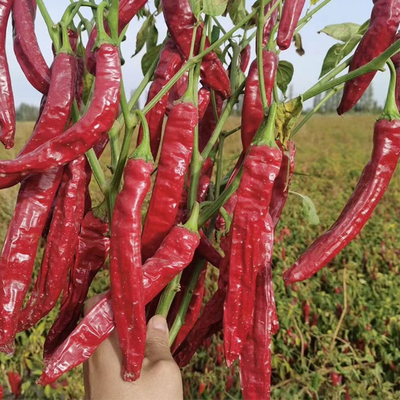 Vocht 12-16% Gedroogde rode chili gedroogde rode zoete paprika 10-20 cm