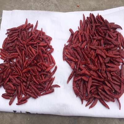 Kleine Tianjin rode chili's voor kamertemperatuur - zakverpakking