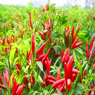 1 kg gedroogde chilipepers 50 000SHU voor smaakvolle recepten