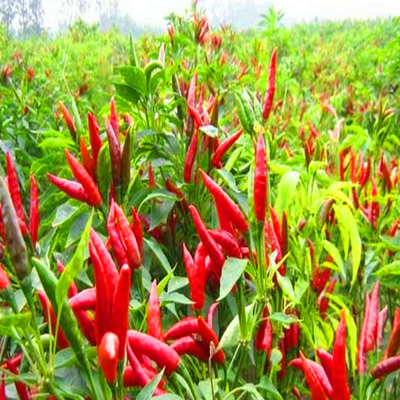 Premium gedroogde rode chilipepers met Cayenne chilipeper smaak voor kopers