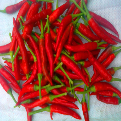 4-7 cm gedroogde rode chilipepers Bergingstoestand Koele en droge plaats