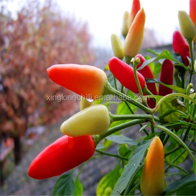 Lange gedroogde rode chili gedroogde rode chilipepers 100 g puur rond kruid