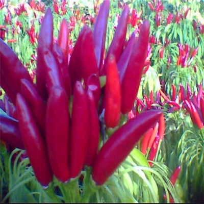Luchtgedroogde rode kogel chili donkere rode kleur met hoed