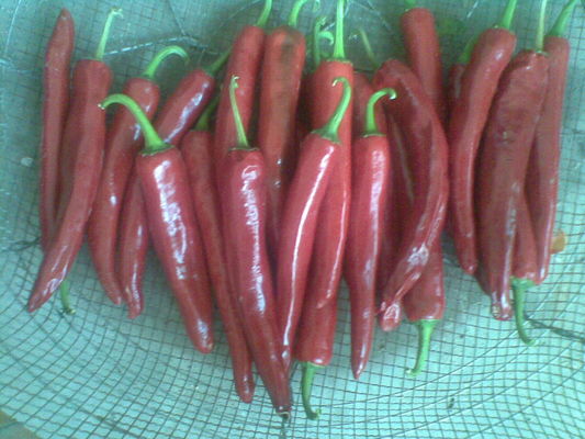 Het natuurlijke Rode voedsel van het de Peperkruiden van Yidu Chili With Stem Jinta Chilli