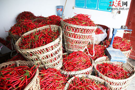 De slanke Peper van Krommesichuan Erjingtiao met Gebruik van de Stam het Hete Pot