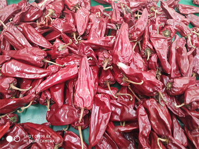 8000 SHU Yidu Chili Pungent Chilli-Spaanse pepers van Aromabeijinghong Jinta