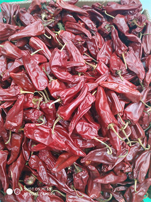 8000 SHU Yidu Chili Pungent Chilli-Spaanse pepers van Aromabeijinghong Jinta