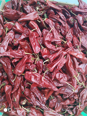 De nieuwe Droge Chili With Stem HACCP Certificatie van Gewassenyidu