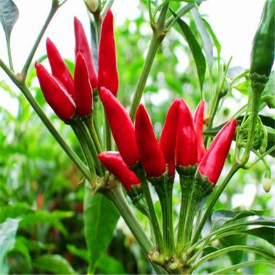 Gedroogde ovale vogel-oog chili's rijk aan vitamine C voor het koken