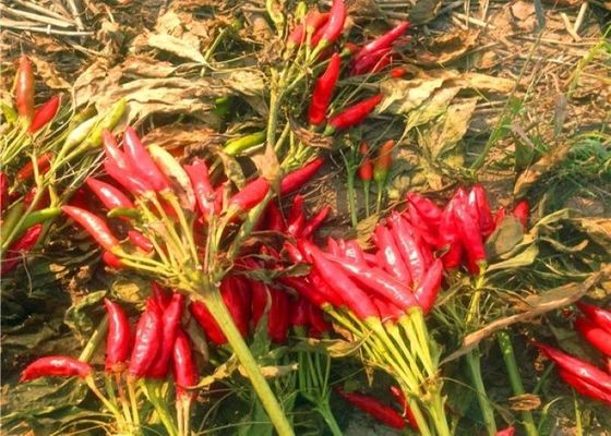 GEEN Pigment Kruidige Droge Chiles Stoom Gesteriliseerd Chili Pods For Tamales