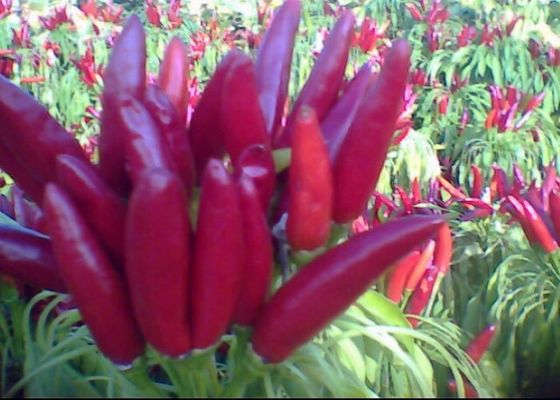 Spaanse pepers van de Chaotian ontwaterden de Hete Pot Geheel Droog Rood Chili Peppers