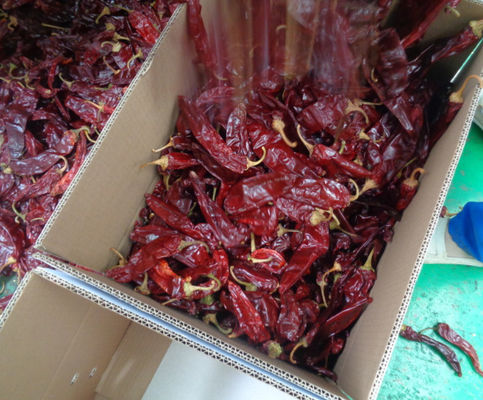 Grade A Guajillo Chili Peppers met sterke scherpe chili smaak GMP