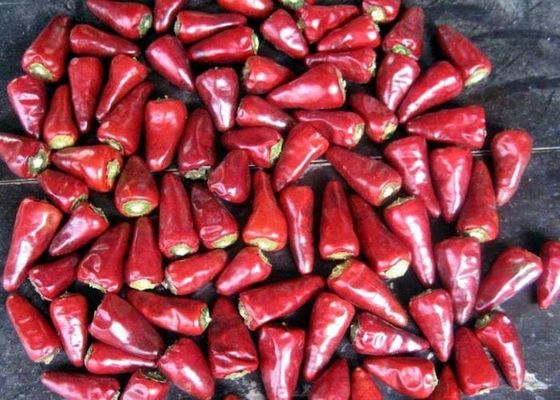 Stemless Spaanse pepers van Kogel Hoofdchili dehydrated chaotian sun dried