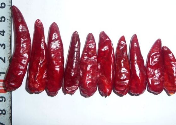 Rode de Kogelspaanse pepers Stemless Droog Heet Chili Peppers GMP van Sichuan