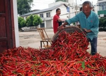 16CM Erjingtiao Droge Chilis Geen Pigment 8000 SHU Whole Dried Red Chili-Peper