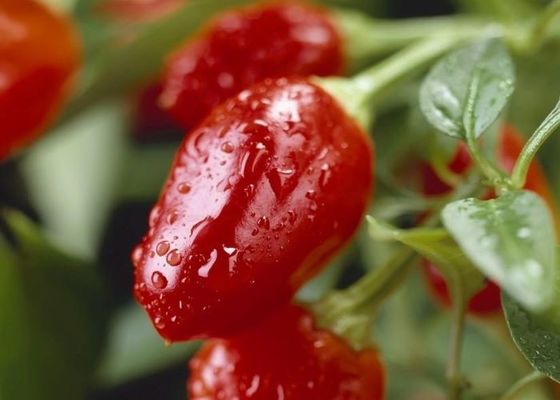 Gedroogde ronde chilipepers met een pittige smaak bij intense hitte