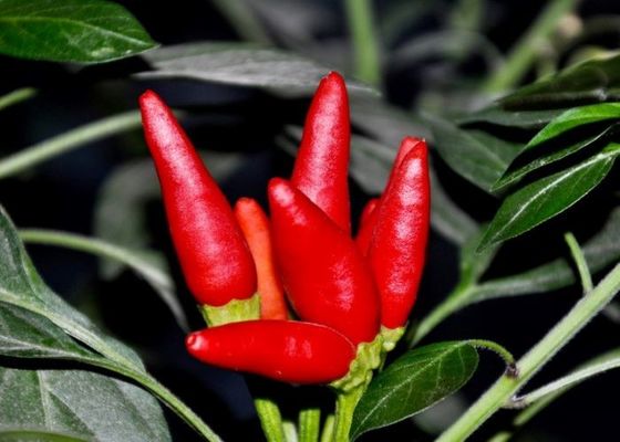 Tianjin Red Chilies Authentieke pittige smaak uit China