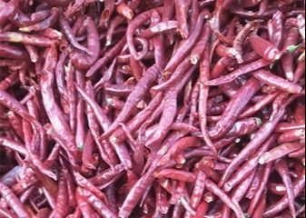 Enige Herb Dried Whole Tianjin Red-Spaanse pepers Hoog SHU Spicy HACCP