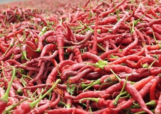 De ontwaterd Kruiden van Groentenpaprika dried red chilli peppers en Kruidenkruiden