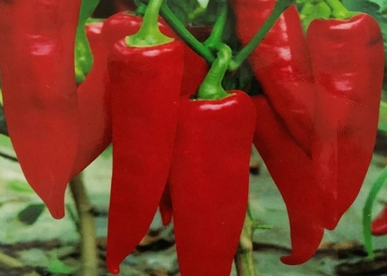 De organische van Yidu Chili Red Pepper Beijinghong Jinta KOSJER BRC CERTIFICATEN van de Spaanse pepersfda HACCP