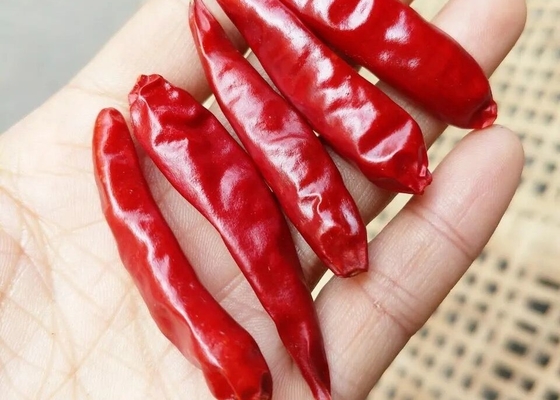 De Peper van Tianjintien tsin dried red chilli voor het Koken van Ingrediënt