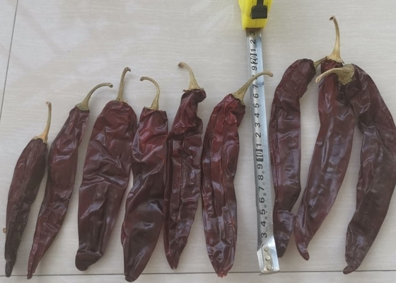 Glanzige en lederige gedroogde Chili Guajillo Heb zonder stam voor soepen