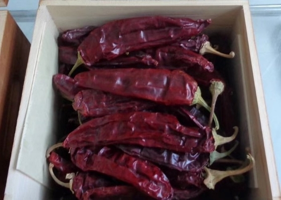 Droog Guajillo Chili Big Size Picked By de Handen Natuurlijk Rood van Chilescalifornië