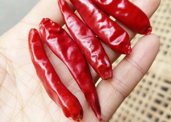Stamloze gesneden hete chili voor hot pot/Sichuan keuken Vocht 14% Max