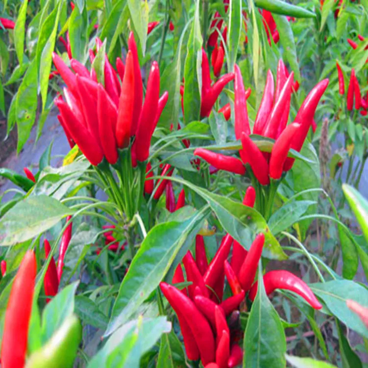 Warme, scherpe 10.000 SHU gedroogde rode chilipepers Sterke, scherpe chilipepers