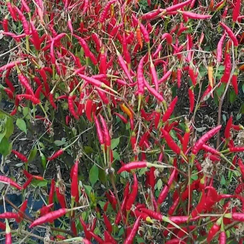 Koele en droge plaats opslag gedroogde rode chilipepers met 12% max vochtvastheid 1%