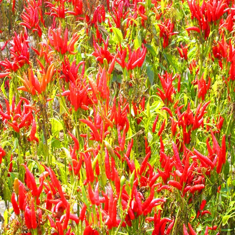 Geurige en smaakvolle lucht gedroogde zon gedroogde zuivere natuurlijke rode zoete paprika Peper met vitamine C