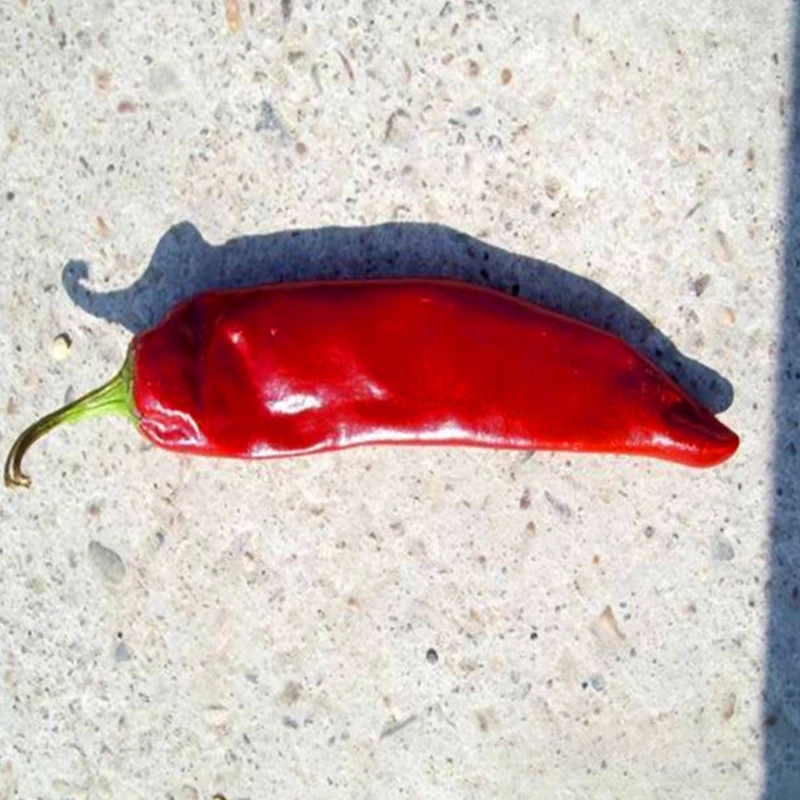 Vaste paprika met intense chili smaak, rijke rode kleur en 8-12% vocht