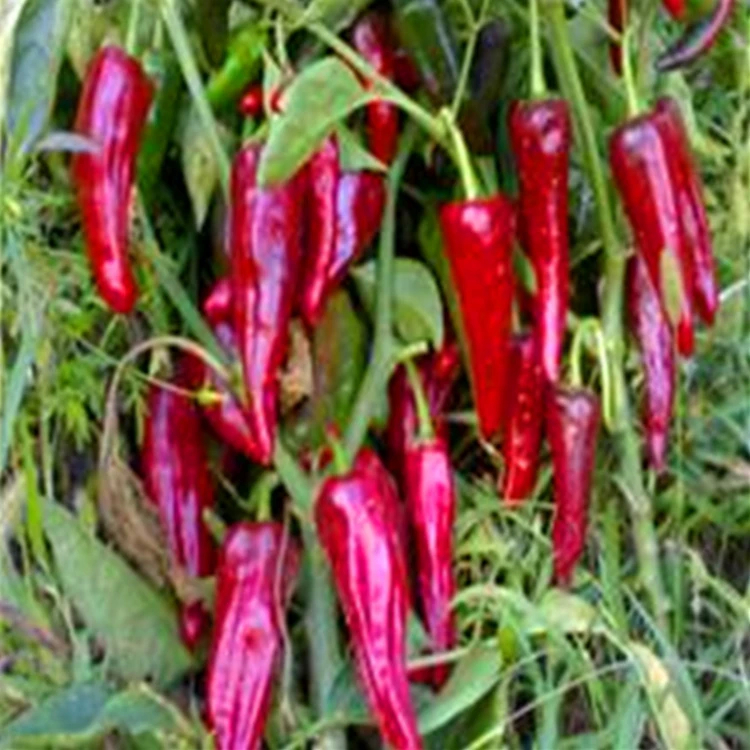 1 kg gedroogde vogel oog chili pittige smaak winkel op een droge en koele plaats