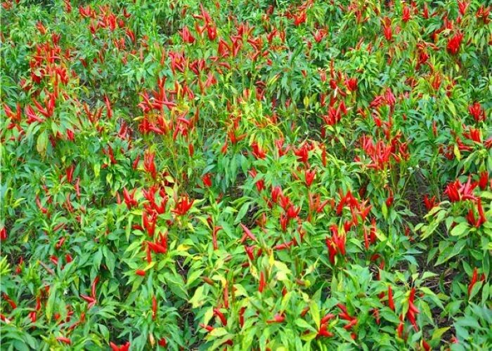 Luchtgedroogde Thaise chili-zaadjes voor grootschalige productie