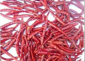 Sterke aroma pittige Chinese gedroogde paprika's voor opslag op koele en droge plaats